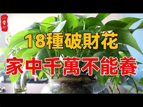 萬年青放門口|家裡的萬年青怎樣擺放？才能招財進寶！